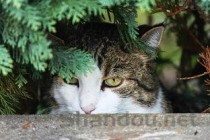 猫咪一直呕吐，今天早上吐了黄水该如何是好？