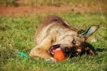 狗狗浑身红色斑块淤肿，为何会这样？狗狗浑身红色斑块淤肿该咋办？