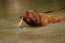 幼犬不怎么吃狗粮的缘由何在？幼犬不怎么吃狗粮要吃药吗？