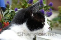 猫咪下巴是黑的是到底怎么了？猫咪下巴是黑的该怎么处理？