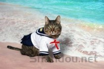 猫咪打了第一针疫苗眼周泛红打喷嚏该如何是好？