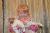 狗狗拉稀便血，便便里还是有棉签棍，请问这是什么缘故？