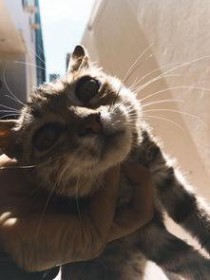 猫咪吐褐色液体是到底怎么了？猫咪吐褐色液体有什么办法恢复？