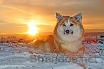 狗狗冬天脱毛严重，为何会这样？狗狗冬天脱毛严重怎么弄会好？