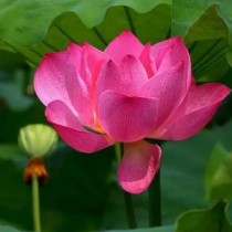 世界最硬的花排名前十（世界十大最硬的东西排名）