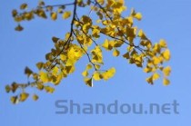 中国银杏树排名，中国最牛银杏