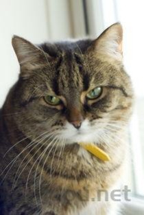 猫咪浑身无力瘫软是怎么回事？猫咪浑身无力瘫软该怎么解决？