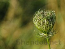 世界上最长的草是什么草?，世界上最细长的草