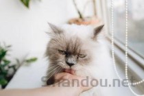 狗肚子上起了小脓包的缘由何在？狗肚子上起了小脓包该怎么办？