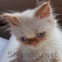 猫咪呕吐黄色胃液是啥情况？猫咪呕吐黄色胃液怎么办？