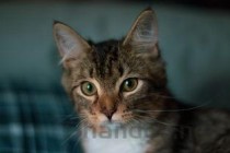 猫咪被粘鼠板粘住后掉毛的问题出在哪？要怎么弄？