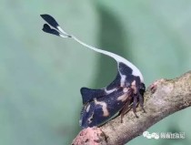 昆虫记里的动物有什么（世界上最有毒的昆虫排名）