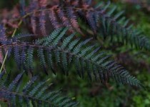 中国最漂亮的仙人球排名，中国最漂亮的仙人球排名第一