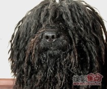 世界上最土的狗中华田园犬图鉴|重新认识“土狗”