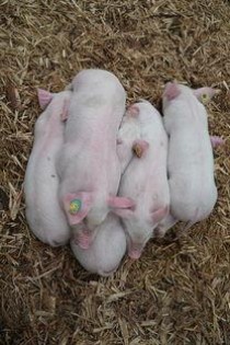 山东女子学院王牌专业有哪些？附2024最新王牌专业排名一览表