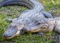 2024年赣南科技学院在广东计划招生人数（附学费及专业录取分）