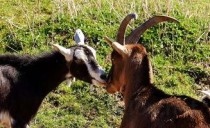 猫肚子秃了一块是啥缘故？猫肚子秃了一块该如何是好？