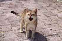 猫咪呕吐不怎么吃东西喝水的缘由何在？要怎么调理？