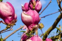 狗狗月经有棕色分泌物是什么缘故？要吃药吗？