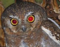 世界上什么鸟的声音最恐怖（世界上最凶狠的鹰）