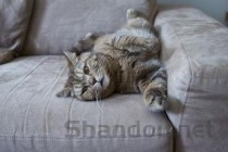 猫咪搬家后开始乱尿是怎么回事？猫咪搬家后开始乱尿要怎么调理？