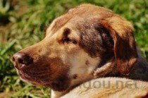 狗狗自己咬掉了一块毛是咋回事？该如何解决？