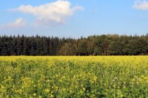 河南工业大学2024年各学科排名一览表！附教育部评级比例