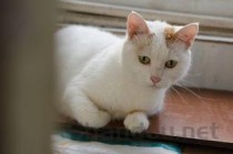 猫嗓子哑了是怎么回事？猫嗓子哑了要怎么调理？