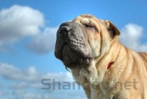 狗狗频繁拉屎是什么缘故？狗狗频繁拉屎该怎么做才对？