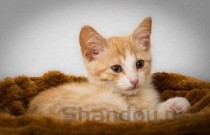 猫咪腹部贴在地上，叫声很难受怎么弄会好？