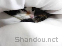 猫咪羊水破了但小猫一直没生出来怎么弄会好？