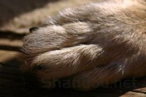 狗狗被人踹了一脚走路一瘸一拐是啥情况？要怎么弄？