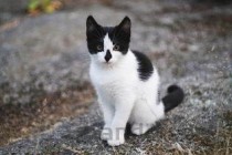 猫咪耳朵上有点掉毛是什么原因导致的？要怎么改善？