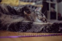 猫咪吐黄色液体和毛球的问题出在哪？要怎么调理？