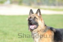 猫咪不吃饭，肚子有点鼓是什么原因导致的？该咋办？