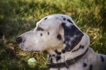 猫咪频繁上厕所只尿一点点是何原因？该如何是好？