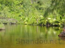 世界上最贵的绿茶，世界上最廉价的绿茶