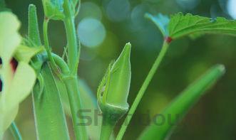 十大影视剧中的妈宝男2025年排行榜前十名榜单出炉