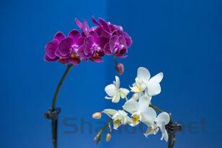 未交配过的狗狗生殖器长个小包是什么情况?要怎么弄?