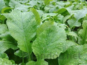 中国文字发展史中国进步文案