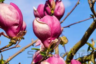 狗狗月经有棕色分泌物是什么缘故?要吃药吗?