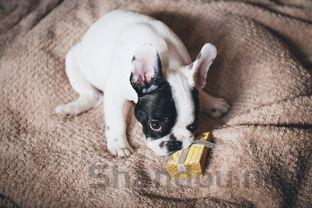 猫喘气很急促是啥情况?猫喘气很急促有什么办法恢复?