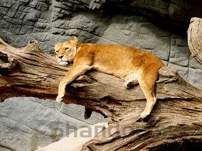 猫咪三个多月刚到家呼吸重哼唧要怎么调理?