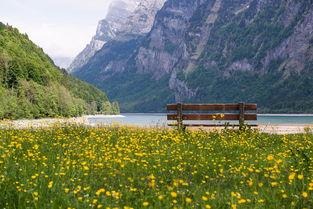 世界上最好的园林,世界上最顶级园林树种