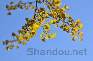 中国银杏树排名,中国最牛银杏