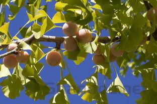 中国银杏树排名,中国最牛银杏