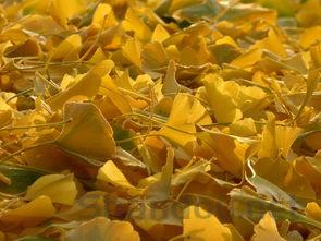 中国银杏树排名,中国最牛银杏