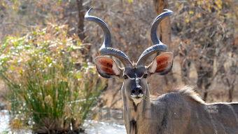 猫咪频繁打喷嚏有黄鼻涕是什么引起的?要怎么调理?