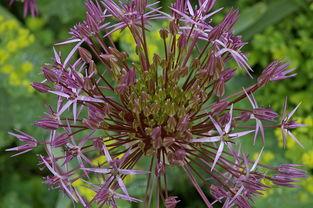 世界上最巨型花,世界上最大的花长什么样?