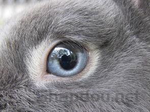 猫咪一走路就会呻吟叫是到底怎么了?要怎么改善?